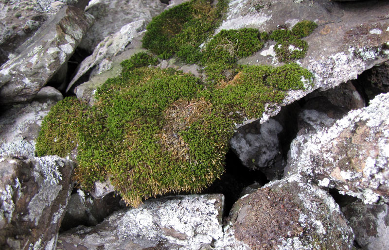 Cynodontium strumiferum